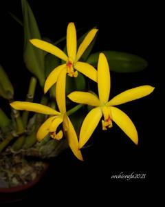 Cattleya gloedeniana