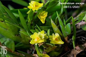 Dendrobium anceps
