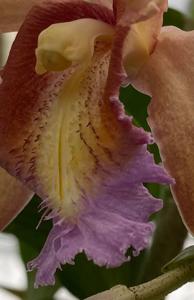 Sobralia caloglossa