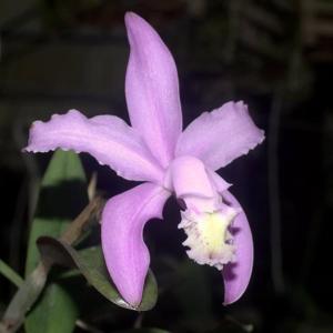 Cattleya kerrii