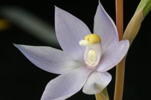 Thelymitra nuda