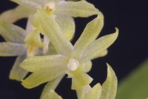 Dendrochilum uncatum var. uncatum