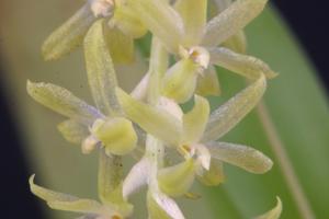 Dendrochilum uncatum var. uncatum