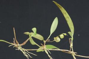 Stelis glomerosa