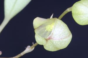 Stelis glomerosa