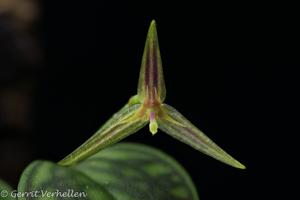 Lepanthes posthon