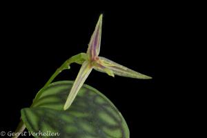 Lepanthes posthon