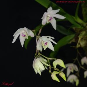 Dendrobium anamalayanum