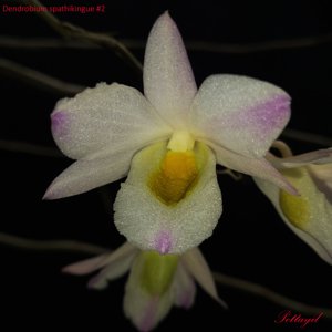 Dendrobium spathilingue