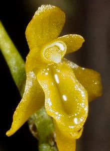 Porrorhachis galbina