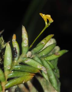 Porrorhachis galbina