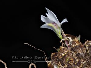Dendrobium laterale