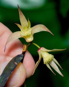 Dendrobium glebulosum