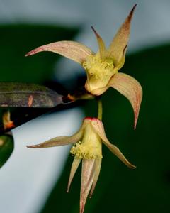 Dendrobium glebulosum