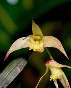 Dendrobium glebulosum