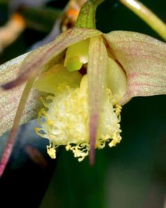 Dendrobium glebulosum
