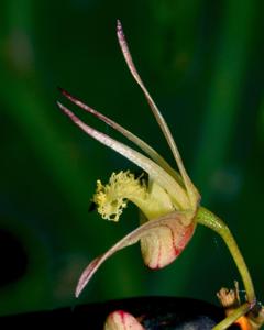 Dendrobium glebulosum