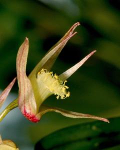 Dendrobium glebulosum