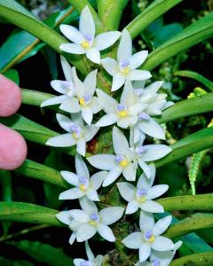 Sarcochilus uniflorus