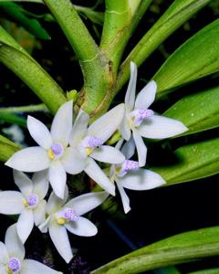 Sarcochilus uniflorus