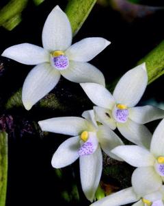 Sarcochilus uniflorus