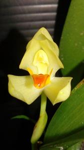 Maxillaria hedwigiae