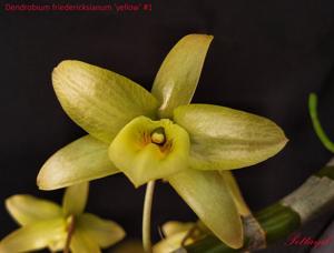 Dendrobium friedericksianum