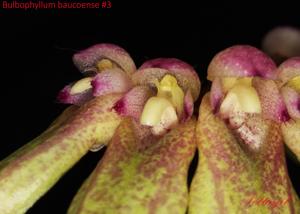 Bulbophyllum weberi