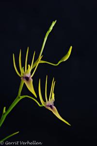 Hofmeisterella eumicroscopica