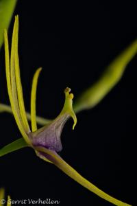 Hofmeisterella eumicroscopica