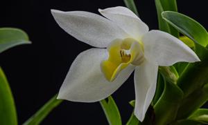 Maxillaria lutescens