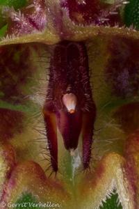 Lepanthes pelvis