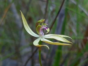 Praecoxanthus aphyllus