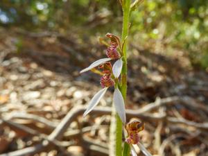 Eriochilus dilatatus subsp. multiflorus