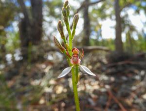 Eriochilus dilatatus subsp. multiflorus