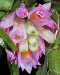 Dendrobium caliculi-mentum