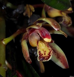 Cymbidium bicolor