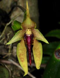 Bulbophyllum amplebracteatum