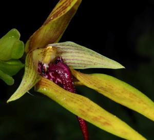 Bulbophyllum amplebracteatum