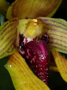 Bulbophyllum amplebracteatum