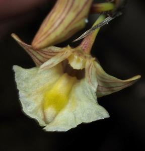 Dendrobium macfarlanei