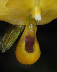 Dendrobium chrysocrepis