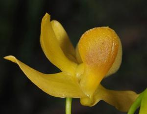 Dendrobium chrysocrepis