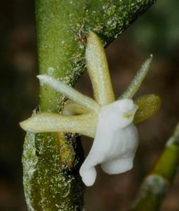 Dendrobium parietiforme