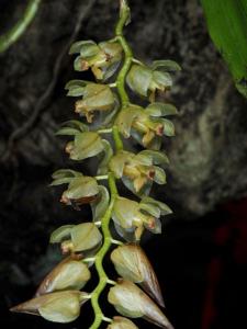 Coelogyne camelostalix