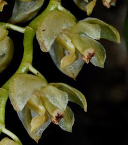 Coelogyne camelostalix