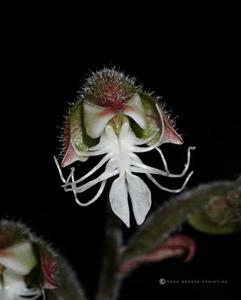 Anoectochilus setaceus