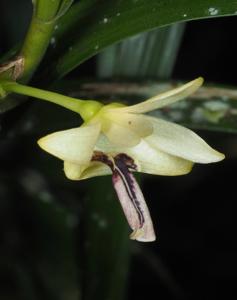 Dendrobium luzonense