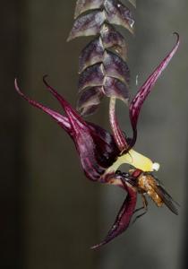 Bulbophyllum pristis
