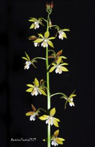 Calanthe graciliflora